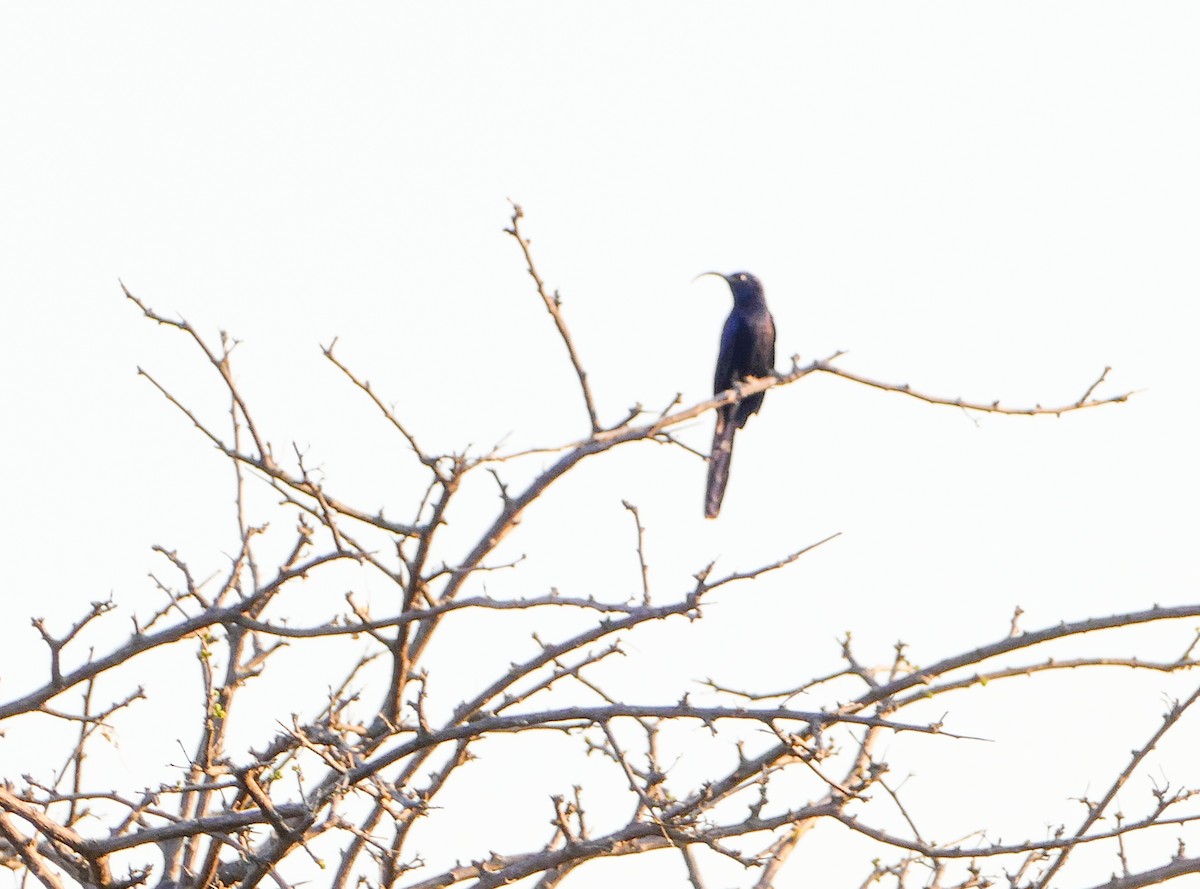 Common Scimitarbill - ML643588737