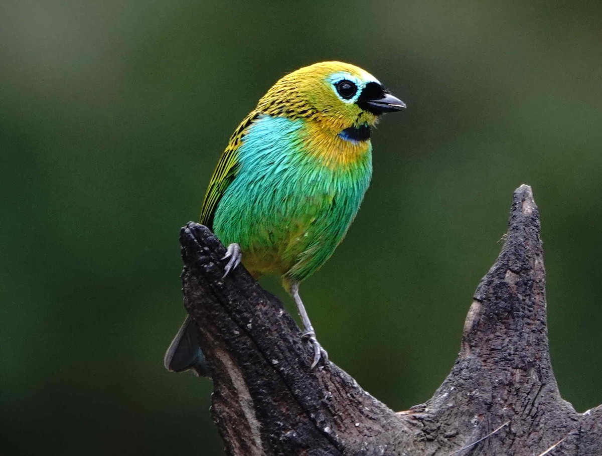 passerine sp. - ML643588743