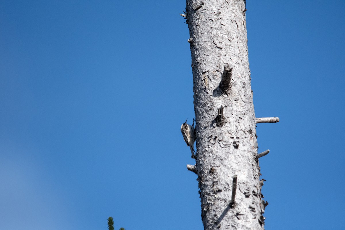 Brown Creeper - ML643588757