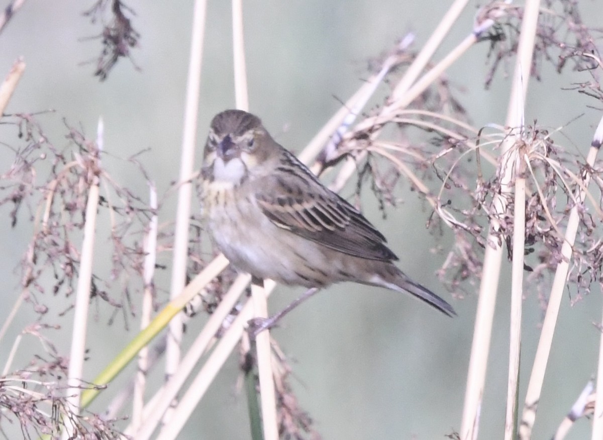 Dickcissel - ML643588783
