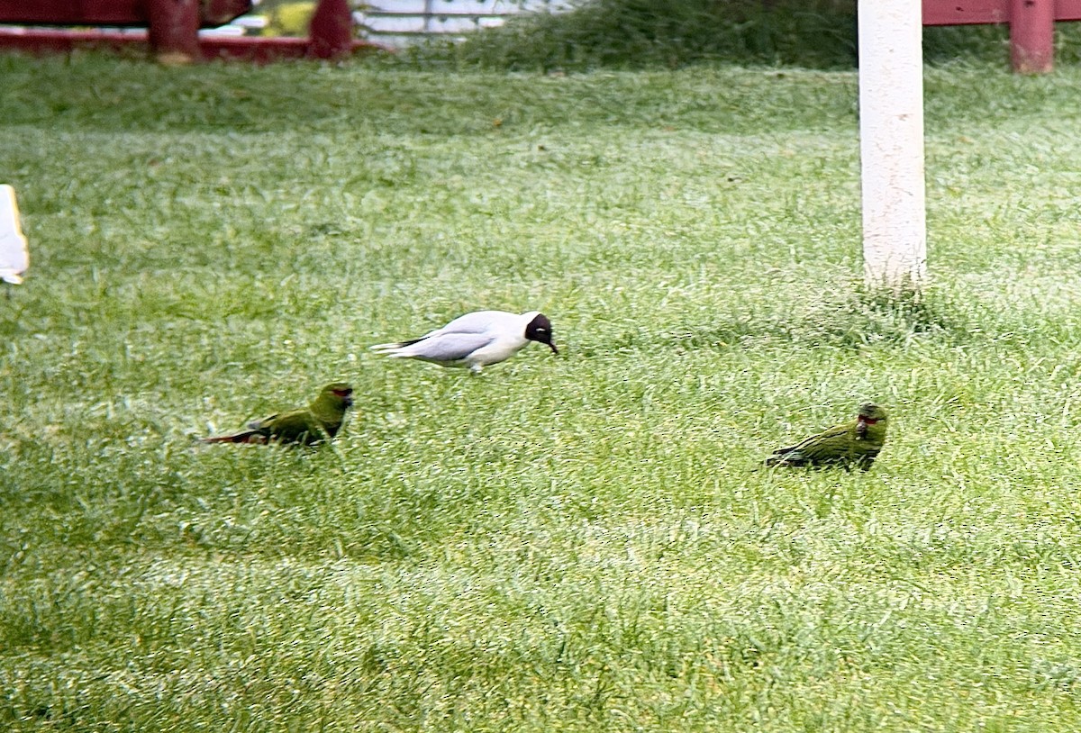 Gaviota Cahuil - ML643588790