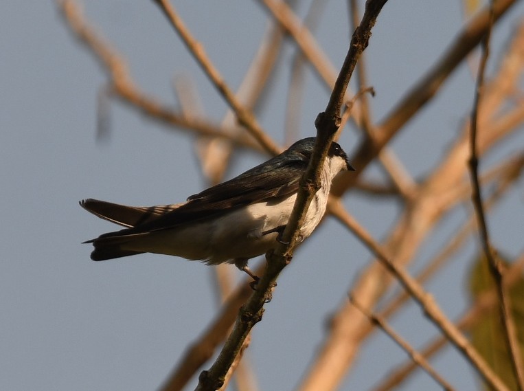 White-rumped Swallow - ML643588795