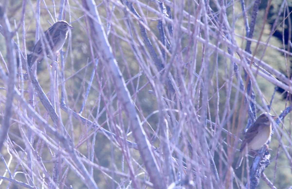 Dickcissel - ML643588847