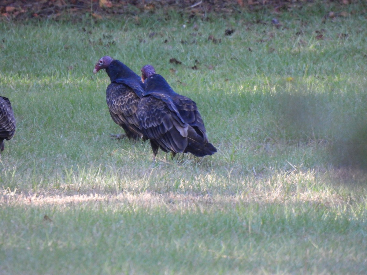 Turkey Vulture - ML643588859