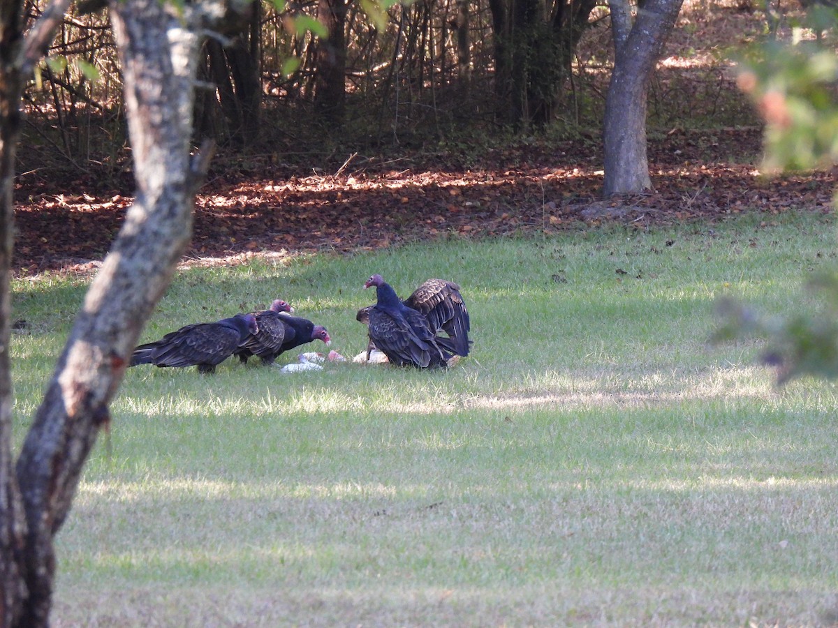 Turkey Vulture - ML643588860