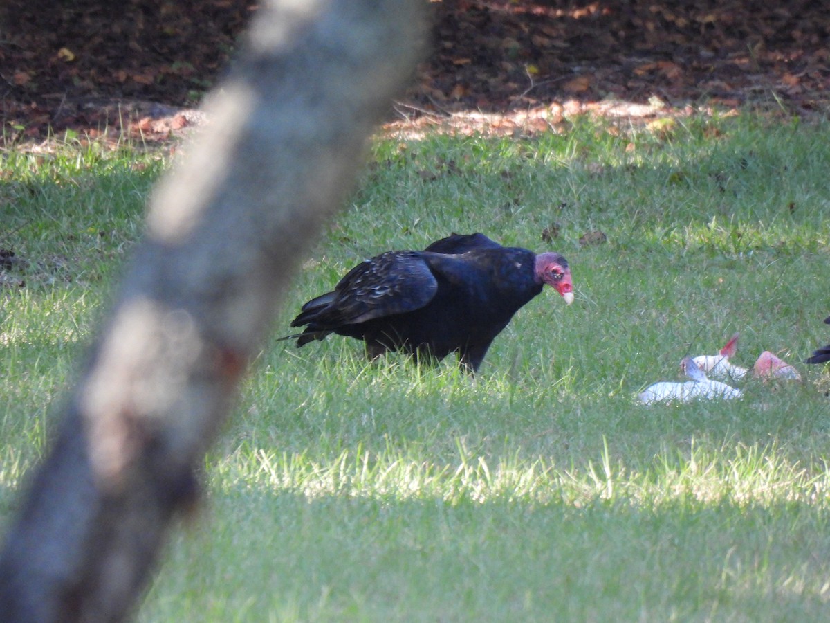 Turkey Vulture - ML643588861