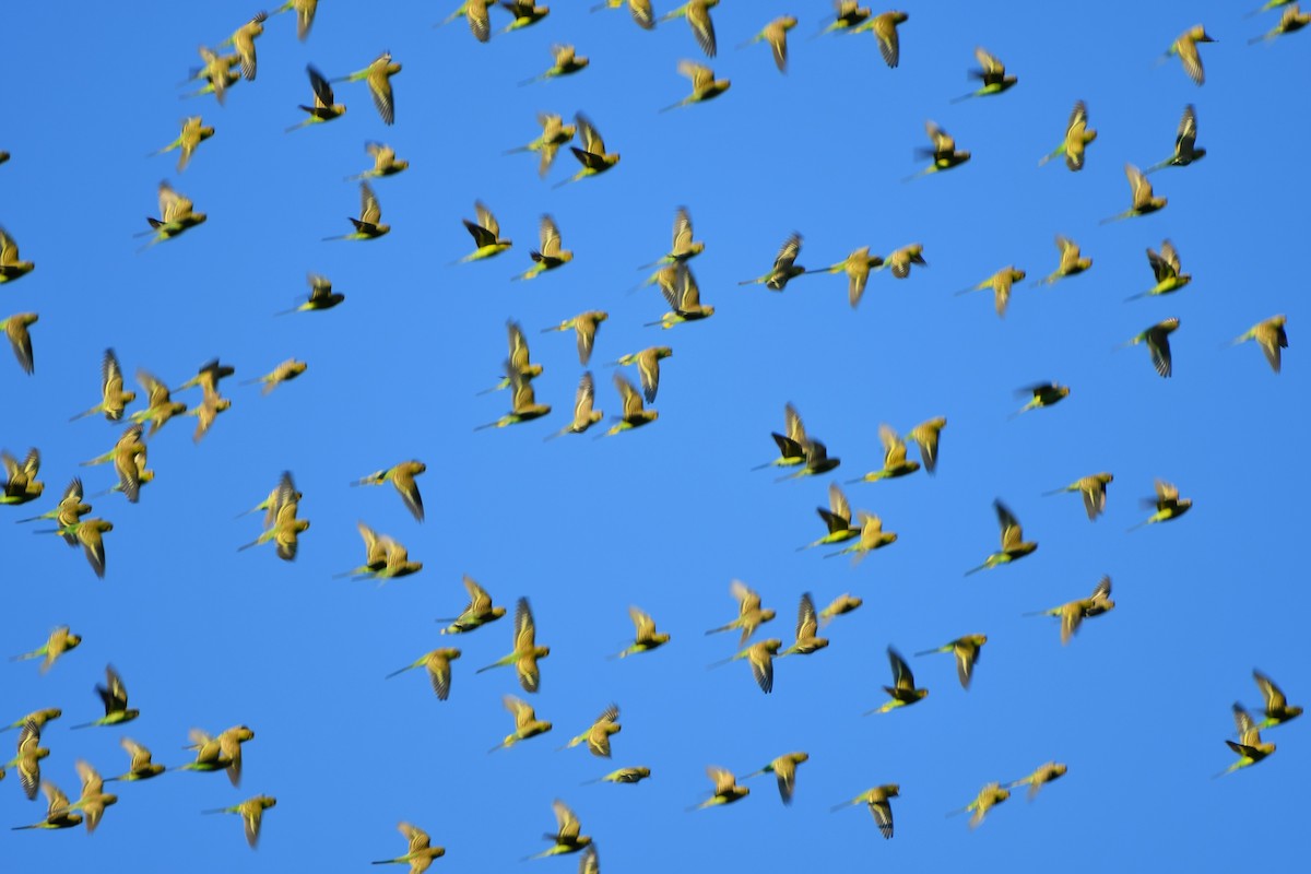 Budgerigar - ML643588869
