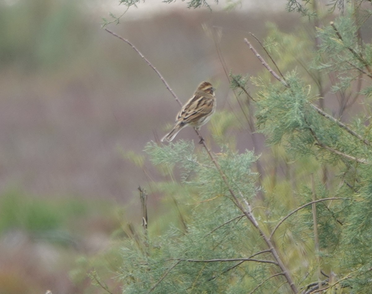 蘆鵐 - ML643588871