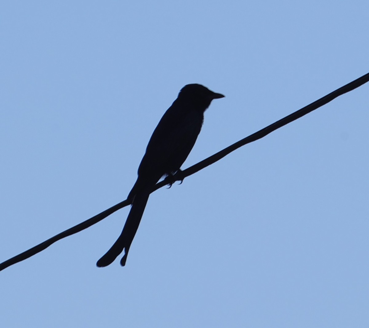 Black Drongo - ML643588874