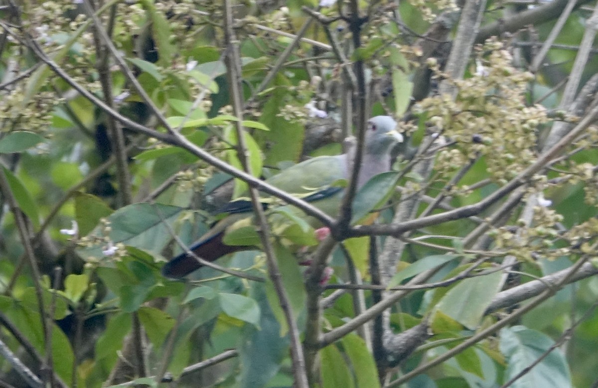 Pink-necked Green-Pigeon - ML643588878