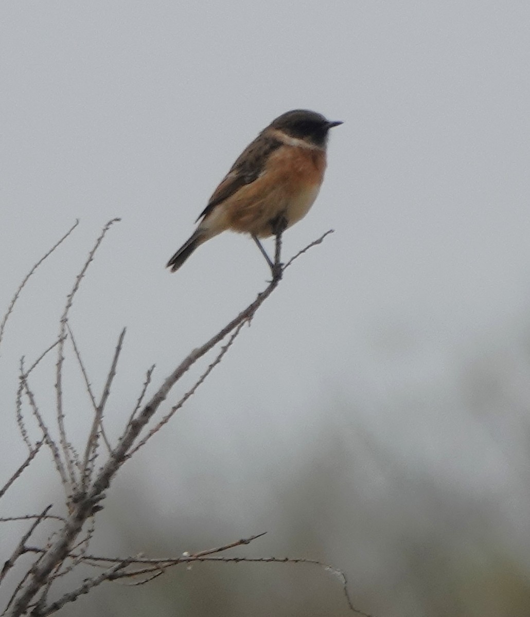 European Stonechat - ML643588886
