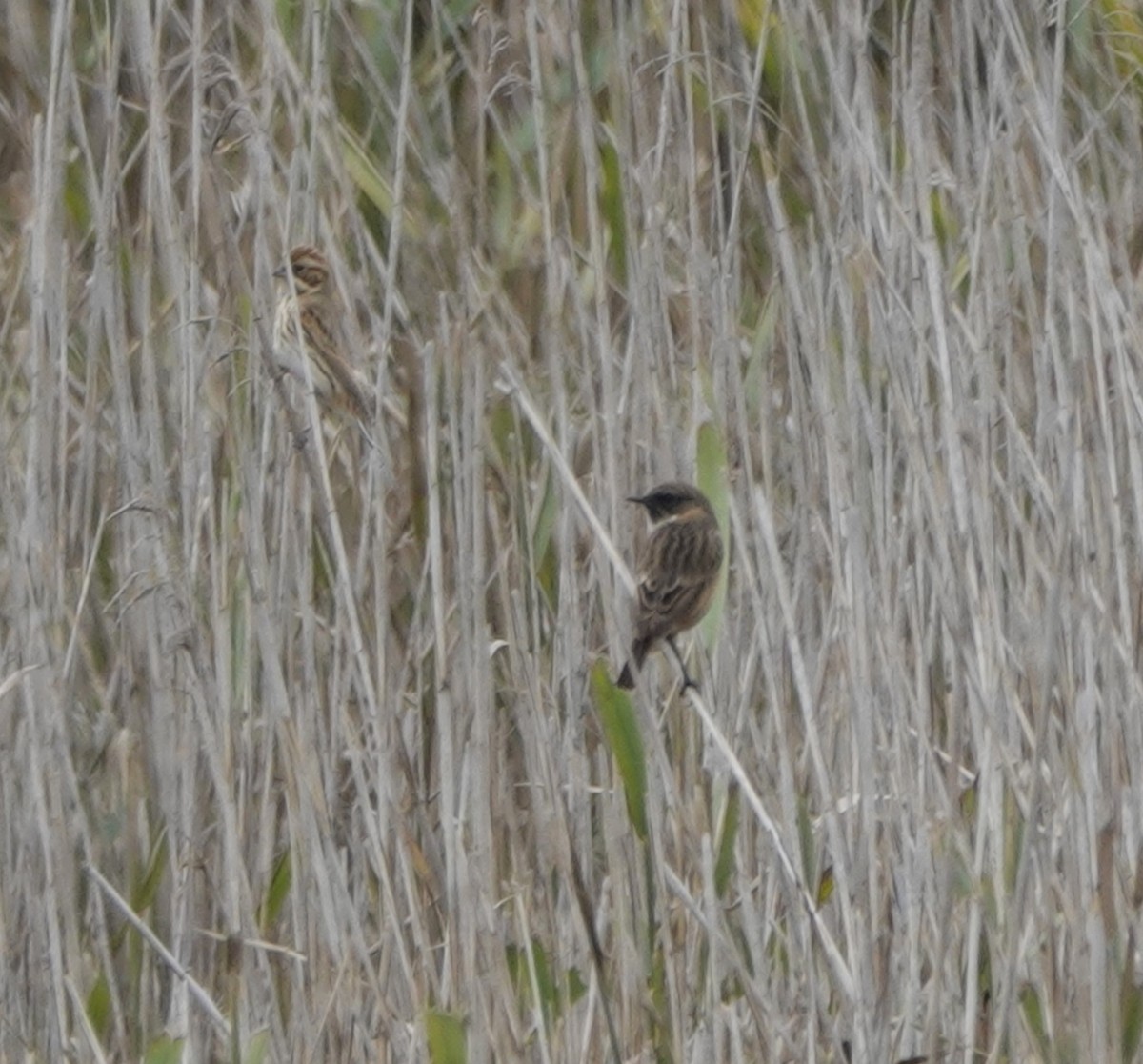 European Stonechat - ML643588887