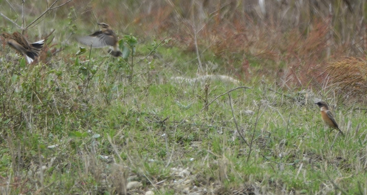 European Stonechat - ML643588888