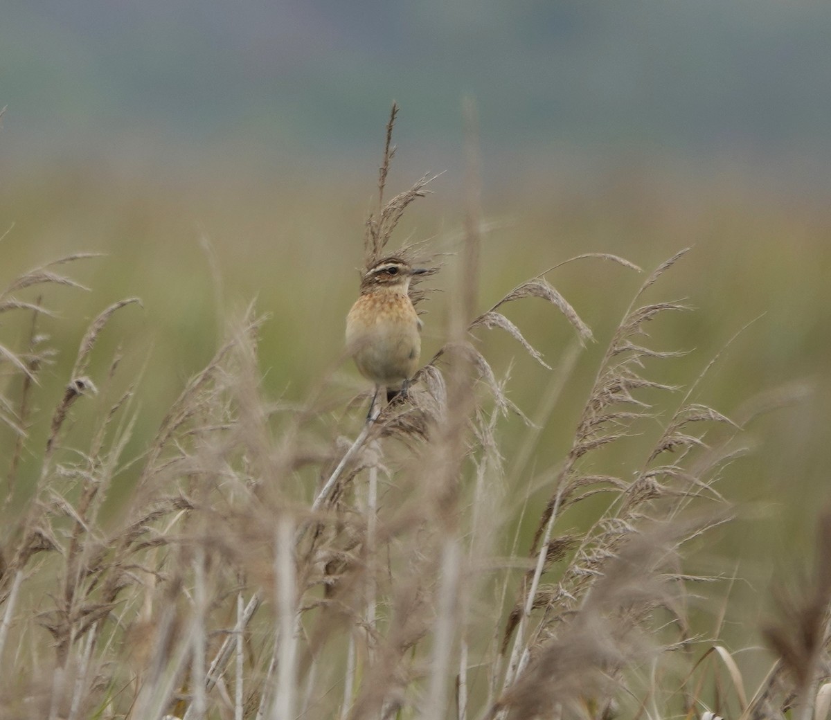 Whinchat - ML643588889