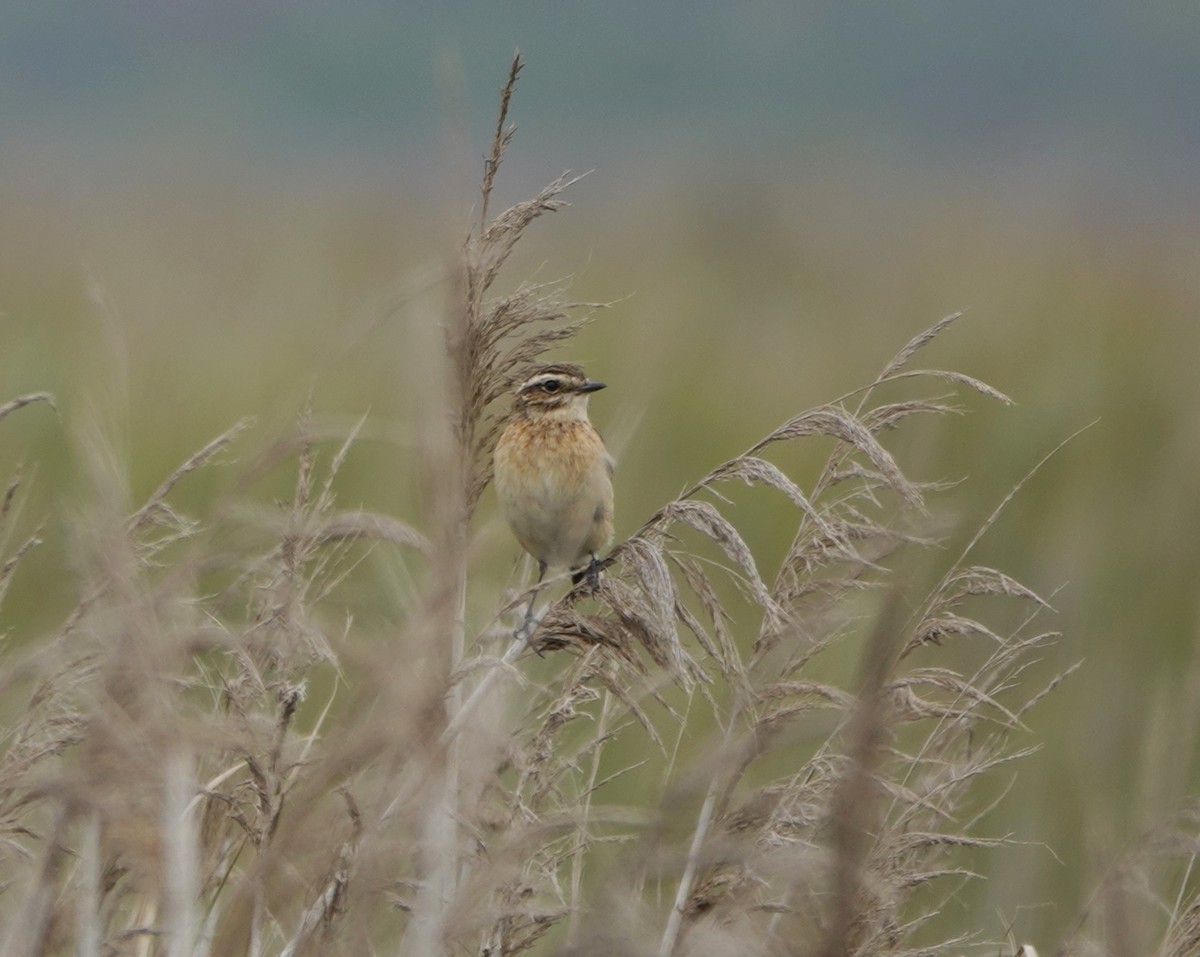 Whinchat - ML643588890