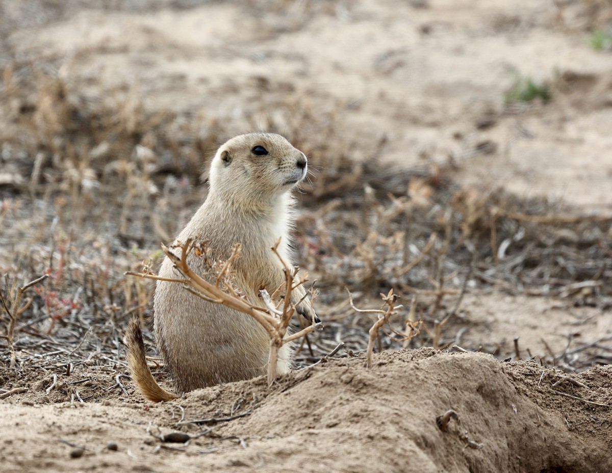 Animals - ML643588891