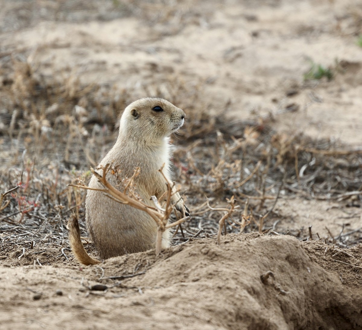 Animals - ML643588892