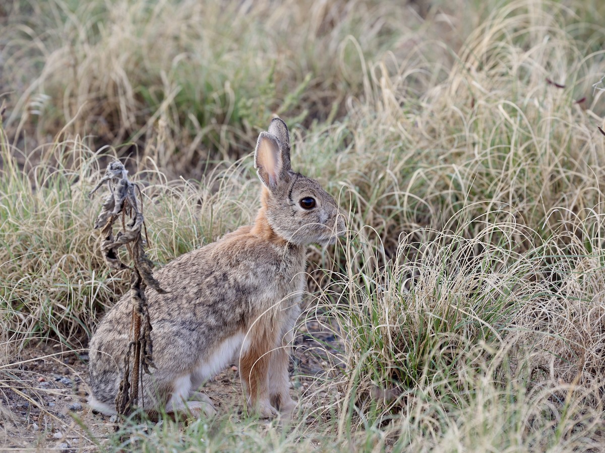 Animals - ML643588901