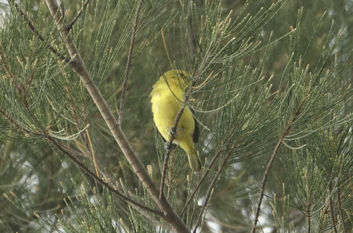 Common Iora - ML643588907
