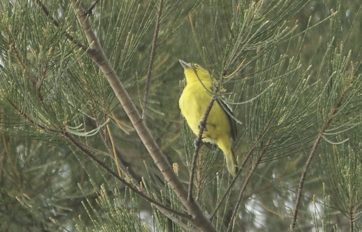 Common Iora - ML643588908