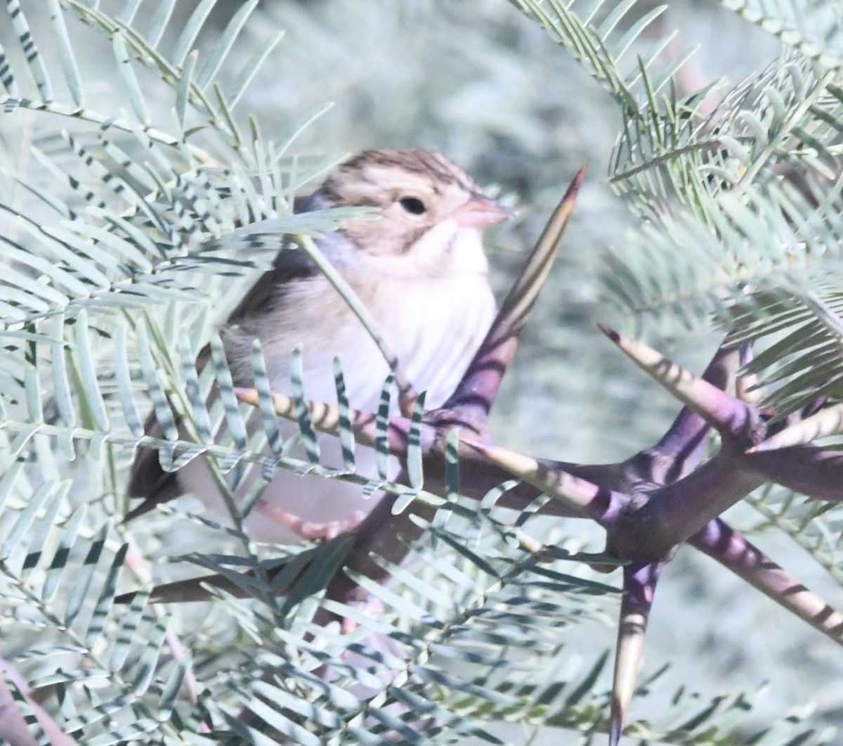 Clay-colored Sparrow - ML643588921