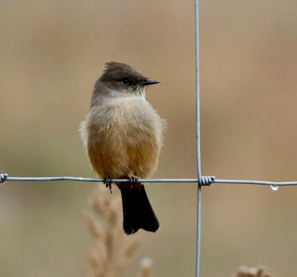 Say's Phoebe - ML643588927