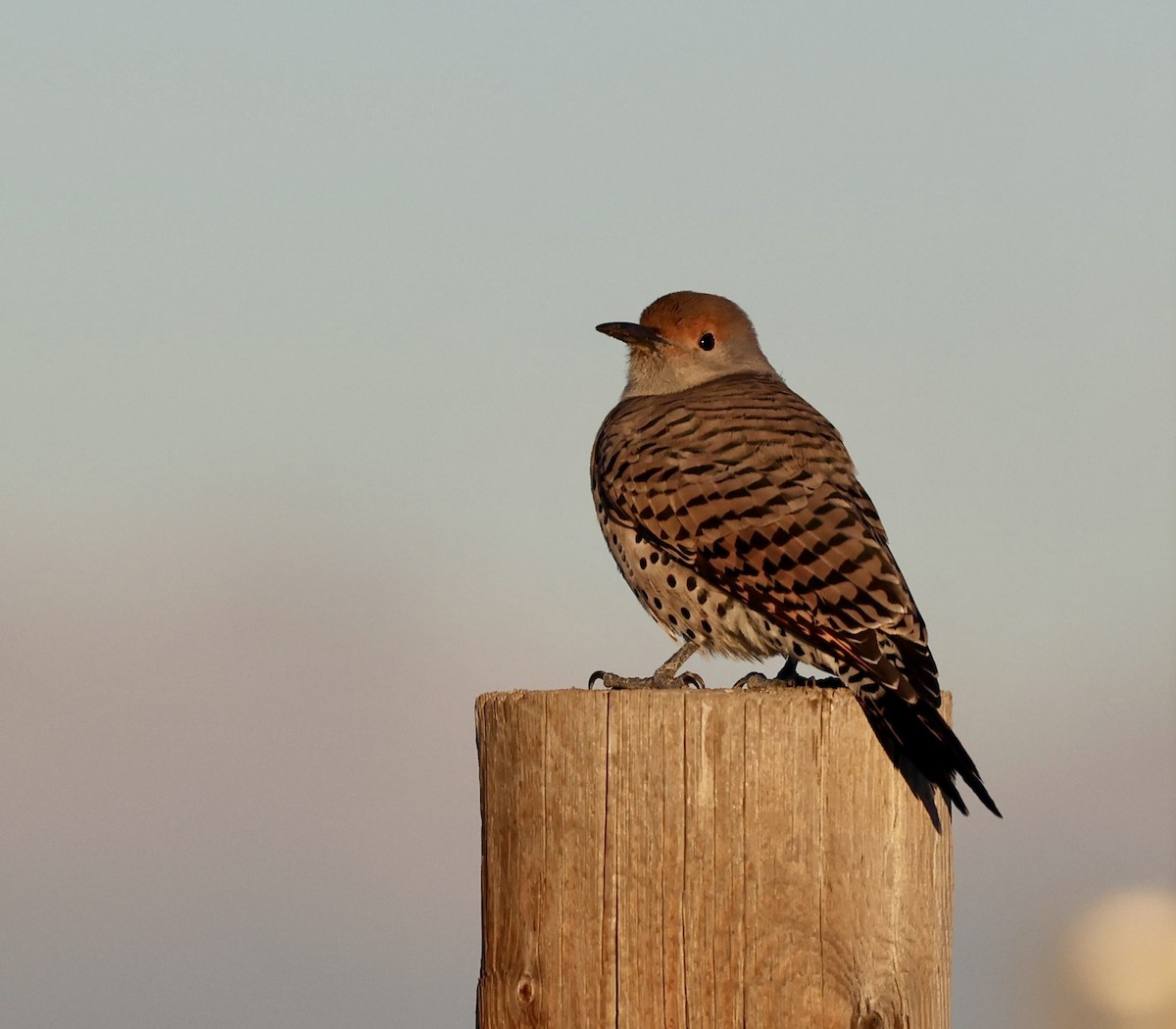 Northern Flicker (Red-shafted) - ML643588942
