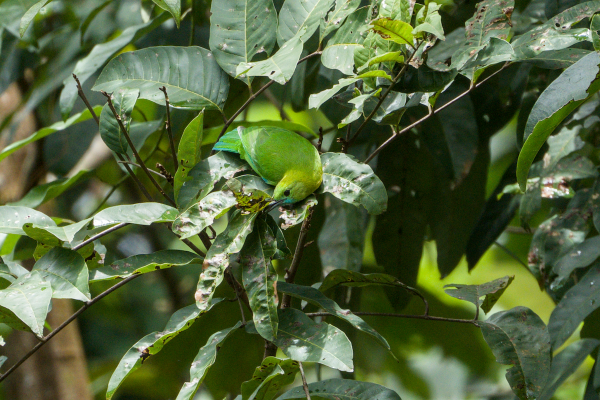 Blue-winged Leafbird - ML643588956