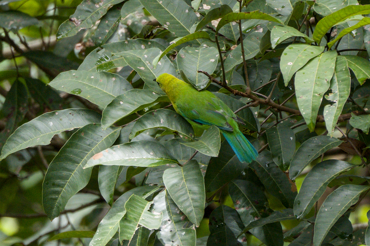 Blue-winged Leafbird - ML643588957