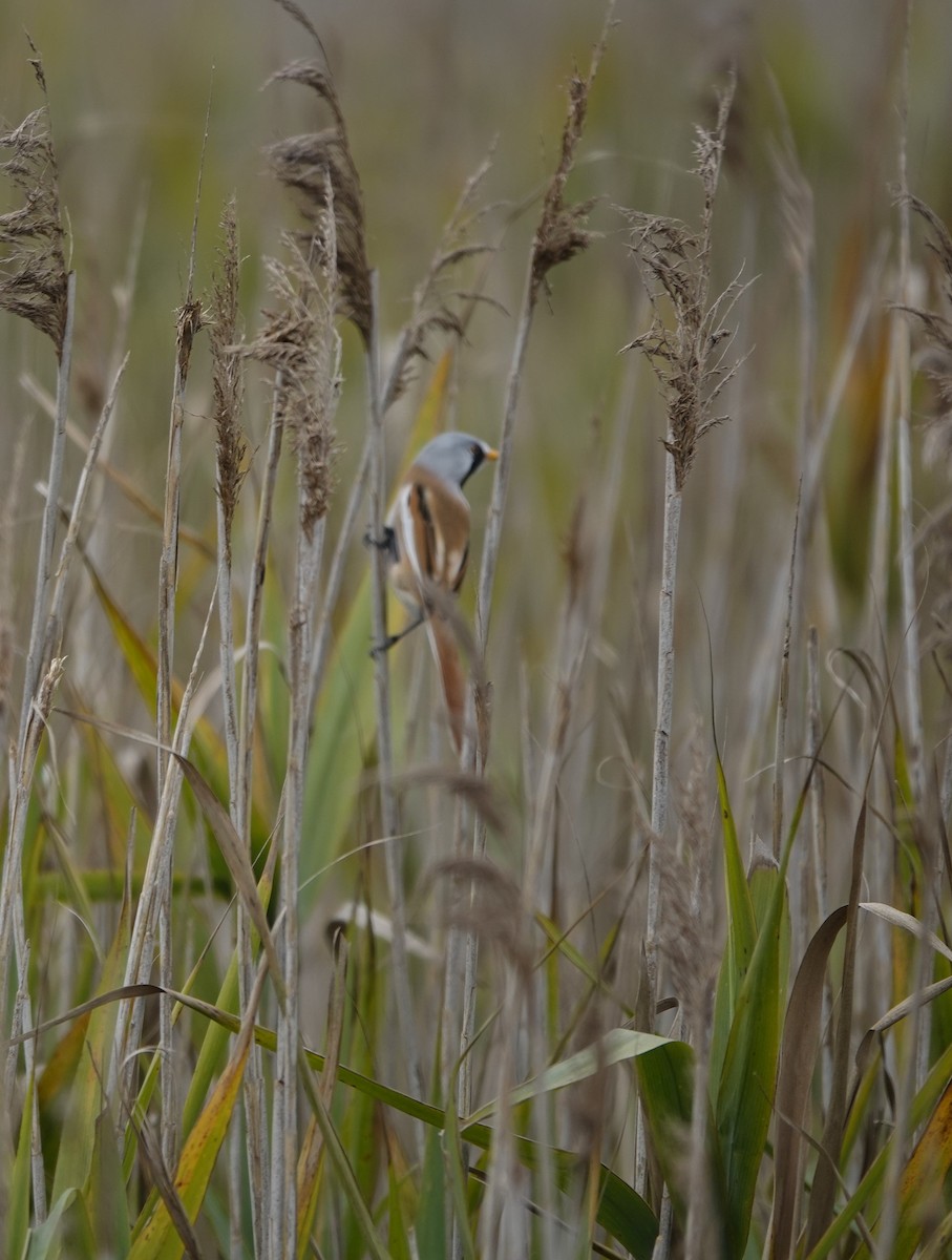 Bearded Reedling - ML643588963