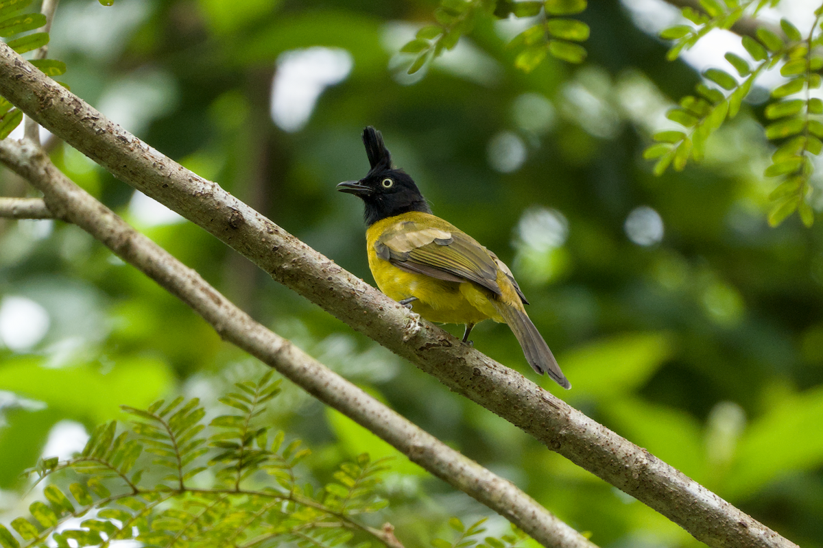 Black-crested Bulbul - ML643588964