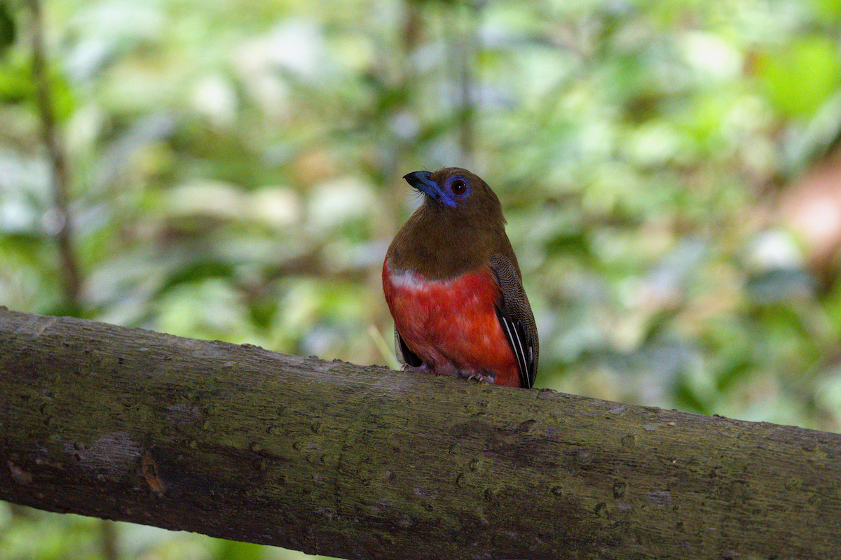Red-headed Trogon - ML643588971