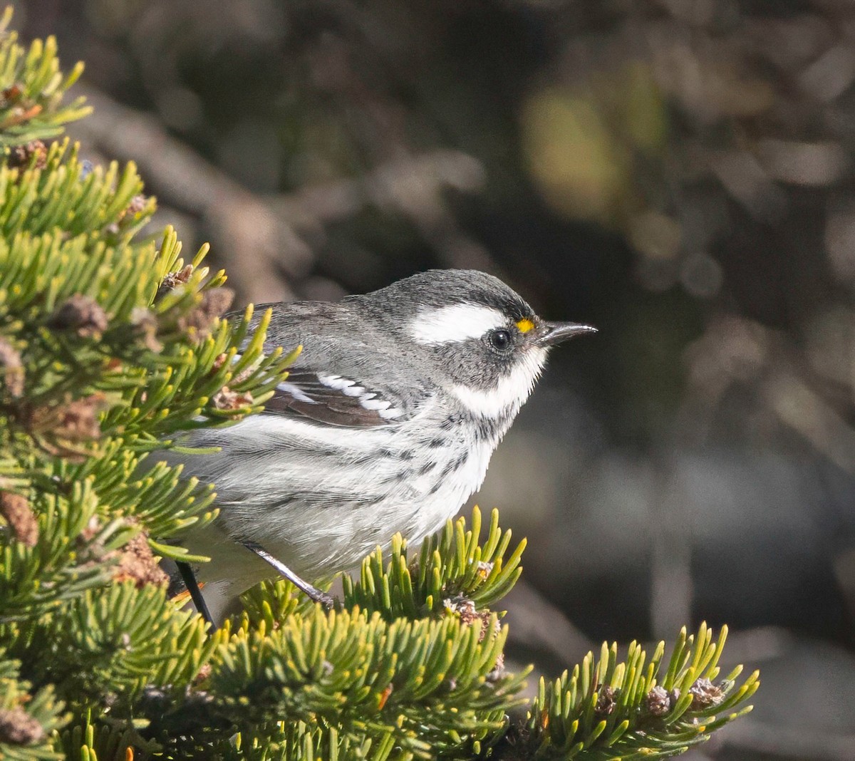 Black-throated Gray Warbler - ML643588976