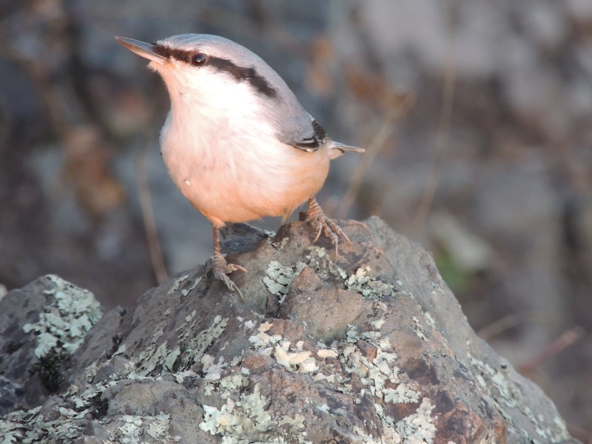 Garrapo eurasiarra - ML643588991