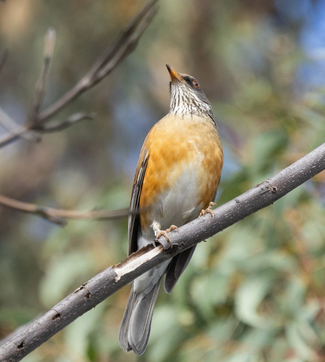 Rufous-backed Robin - ML643589040