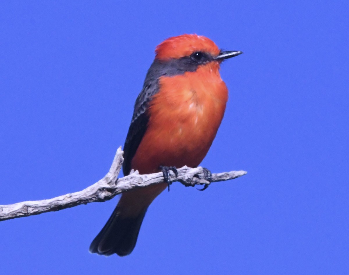 Vermilion Flycatcher - ML643589044