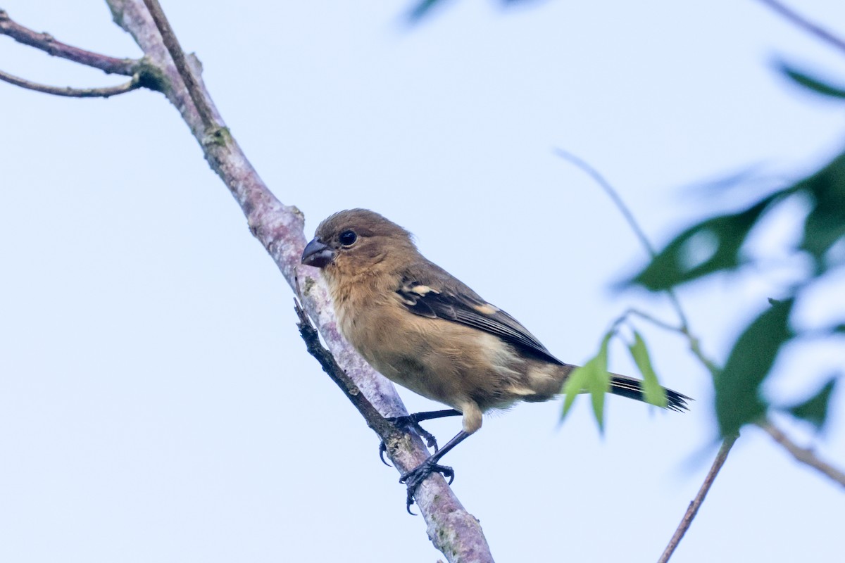 Morelet's Seedeater - ML643589045