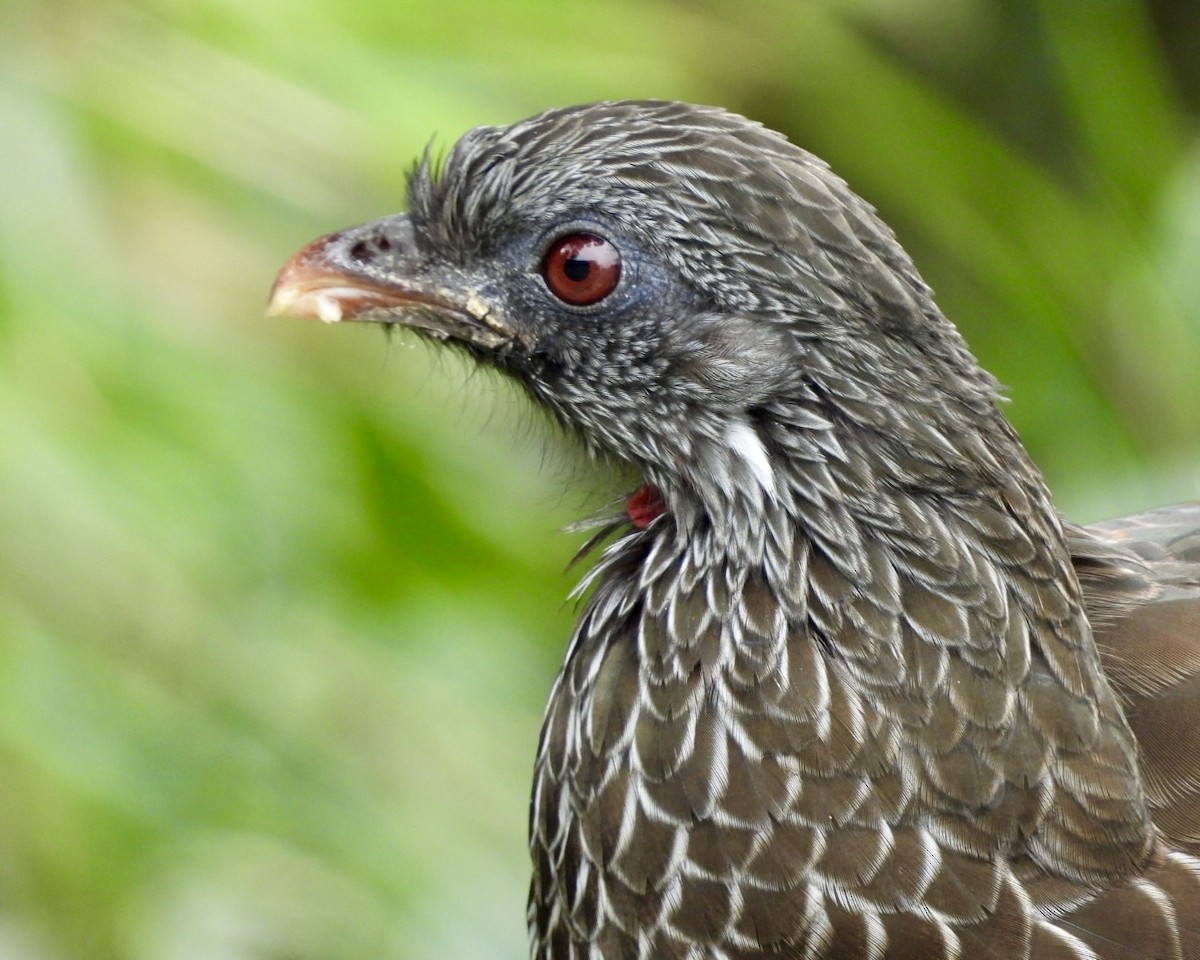 Andean Guan - ML643589060