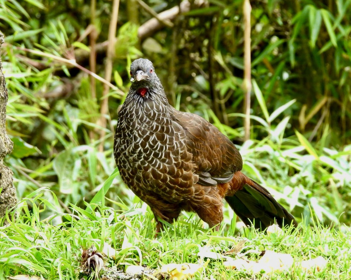 Andean Guan - ML643589061