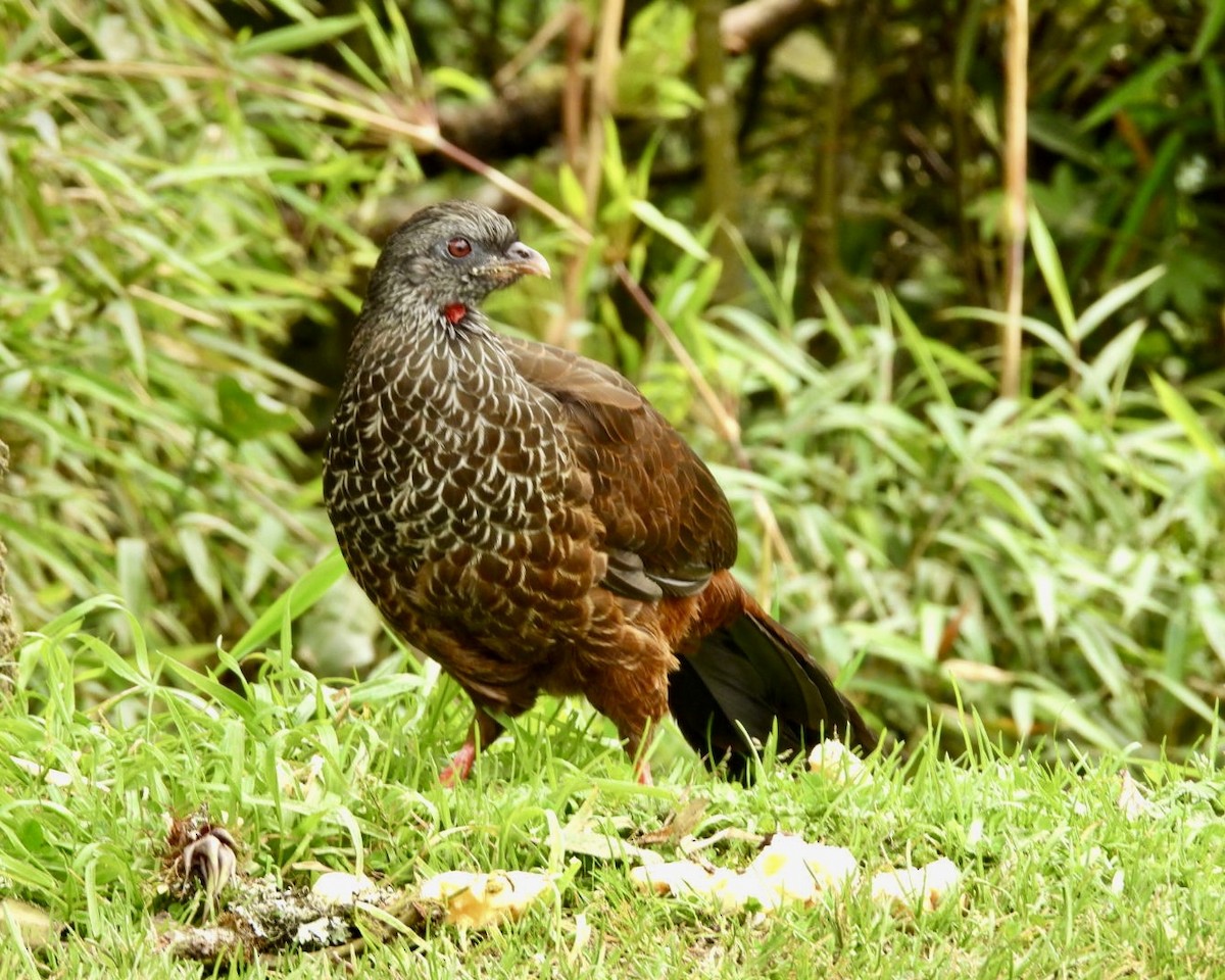 Andean Guan - ML643589062