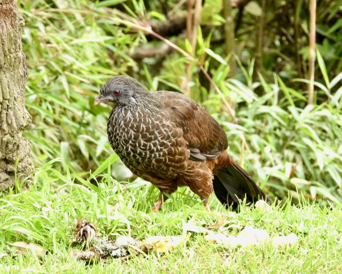 Andean Guan - ML643589063