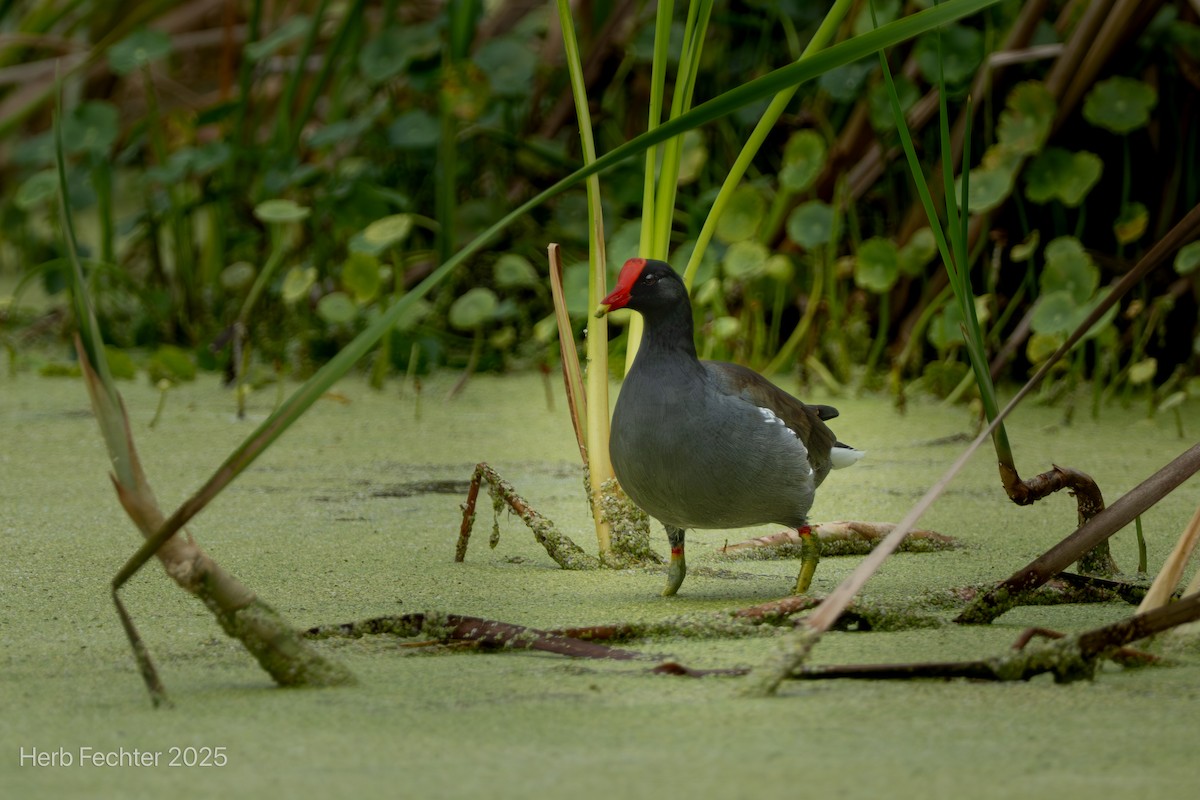 Common Gallinule - ML643589068