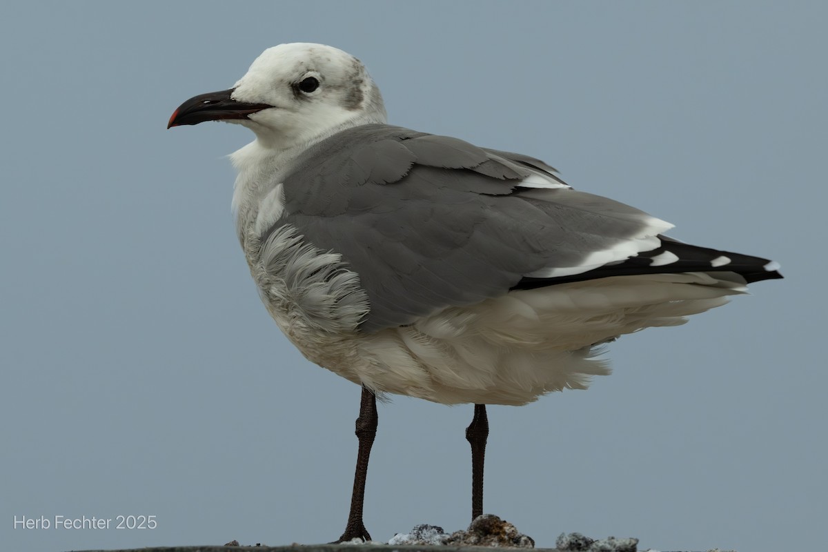 Laughing Gull - ML643589069