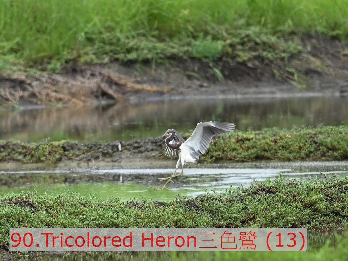 Tricolored Heron - ML643589070