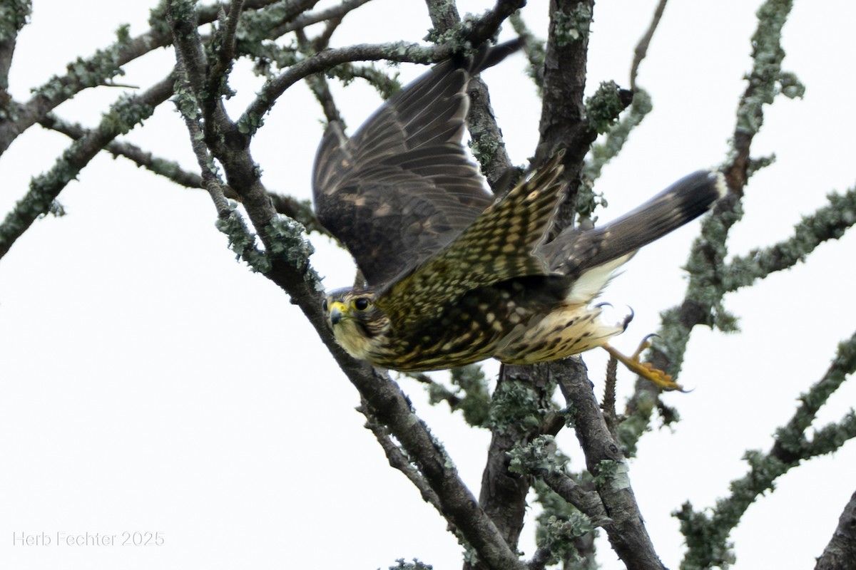 Merlin - ML643589084