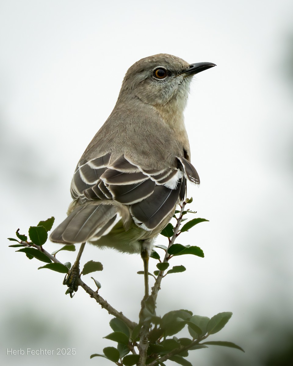 Northern Mockingbird - ML643589085