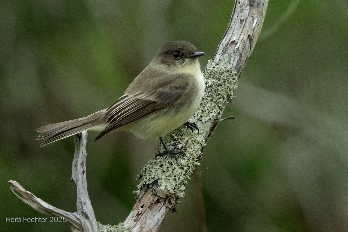 Eastern Phoebe - ML643589092