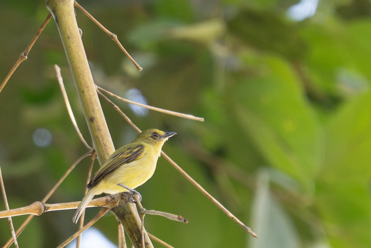 Olive-faced Flatbill - ML643589093