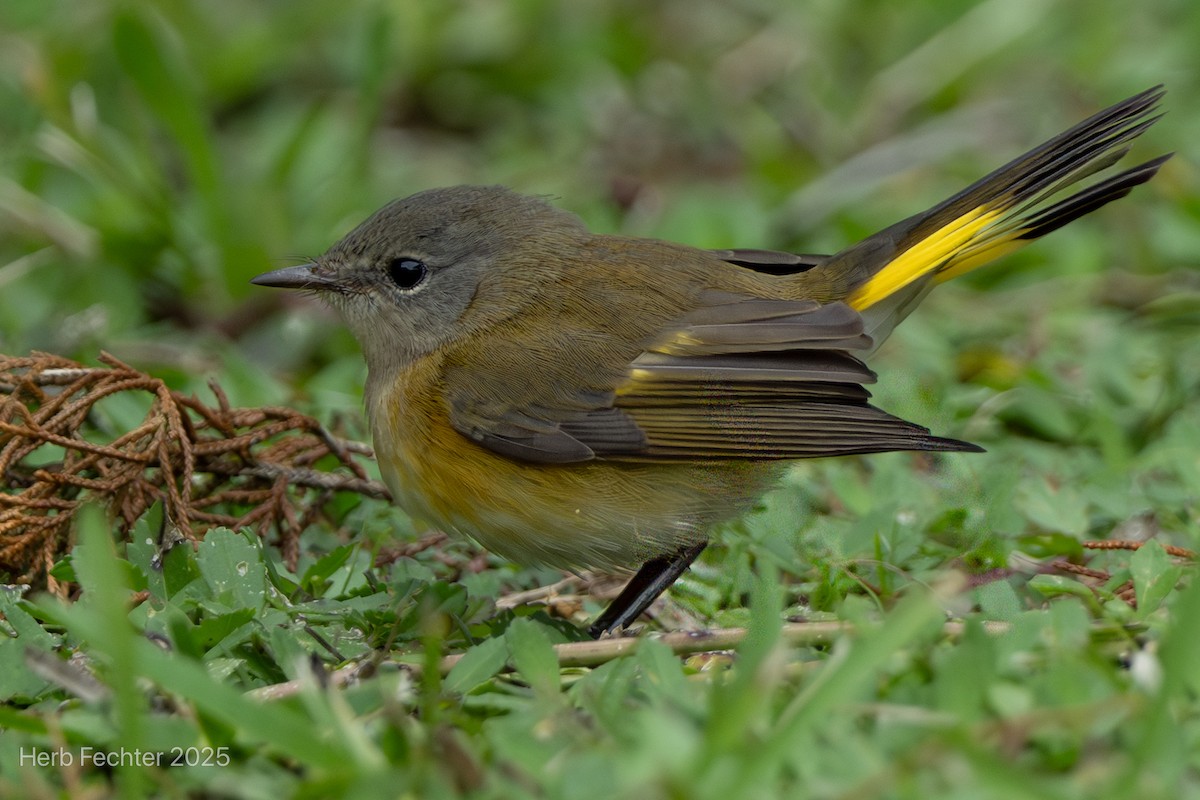 American Redstart - ML643589097