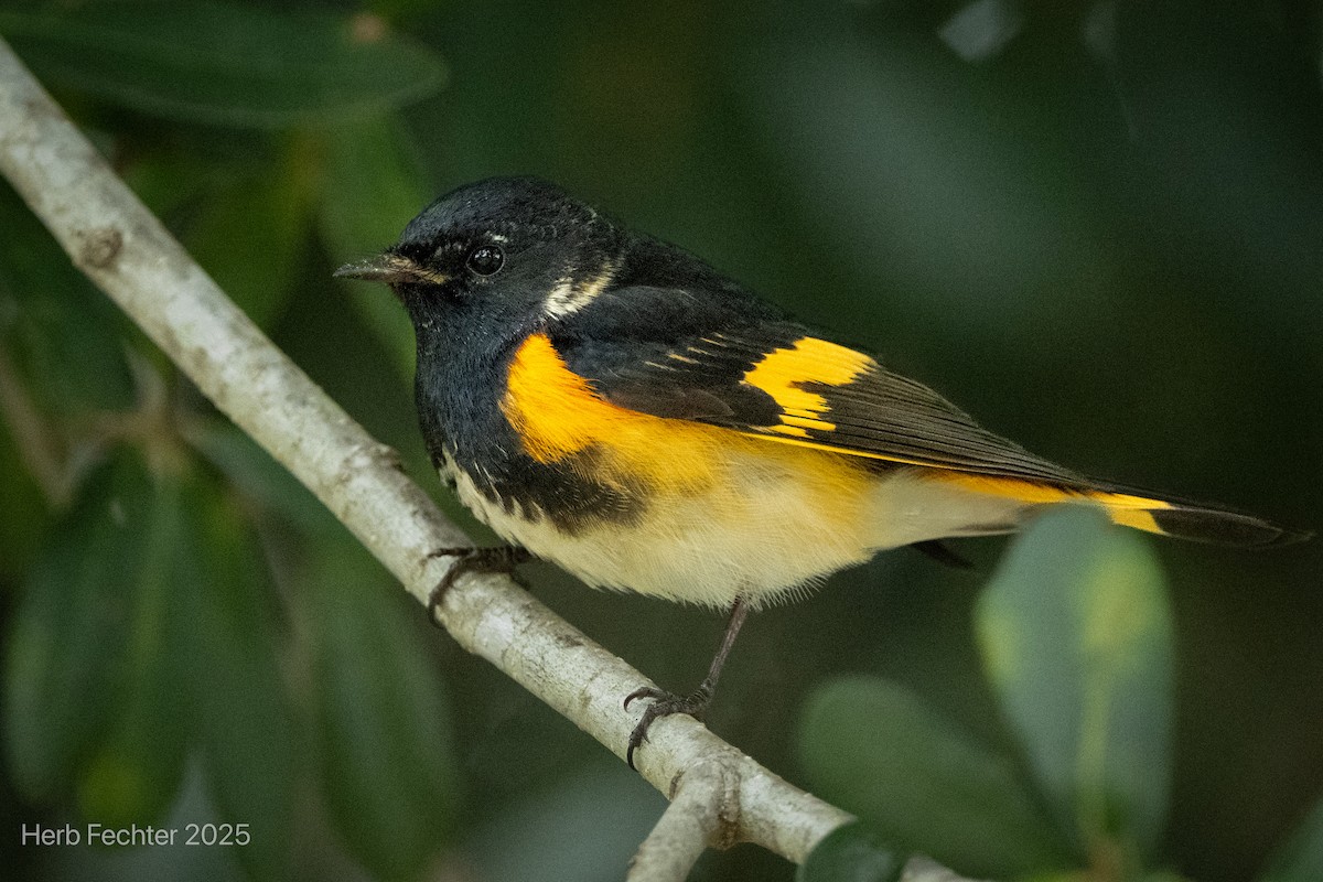 American Redstart - ML643589098